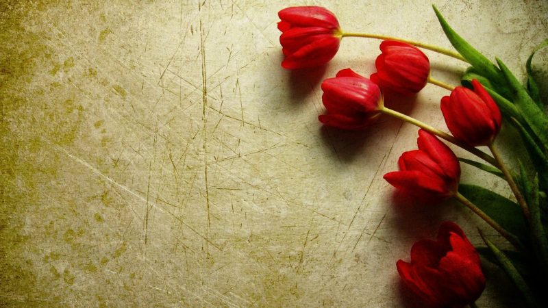 red-tulips-wallpaper0