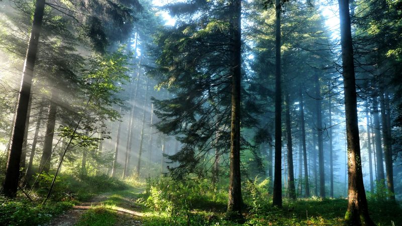 foggy-pine-forest-hd-pc-wallpapers